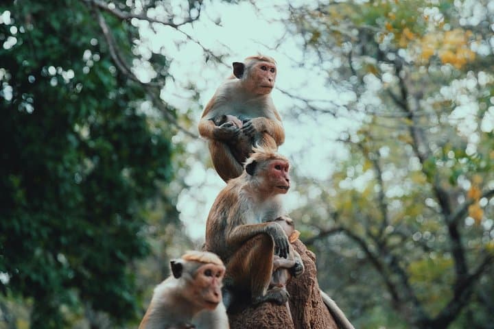 Sri Lanka Natural Explorer: 14-Day All-Inclusive Nature & Culture Tour photo 4