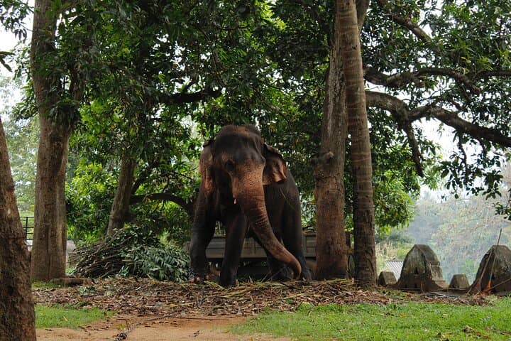 Minneriya Jeep Safari from Pasikudah — Watch the Elephant Gathering photo 6