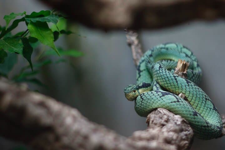 Sinharaja Rainforest Trek from Hambantota — Full-Day Guided Wildlife & Waterfall Hike photo 2