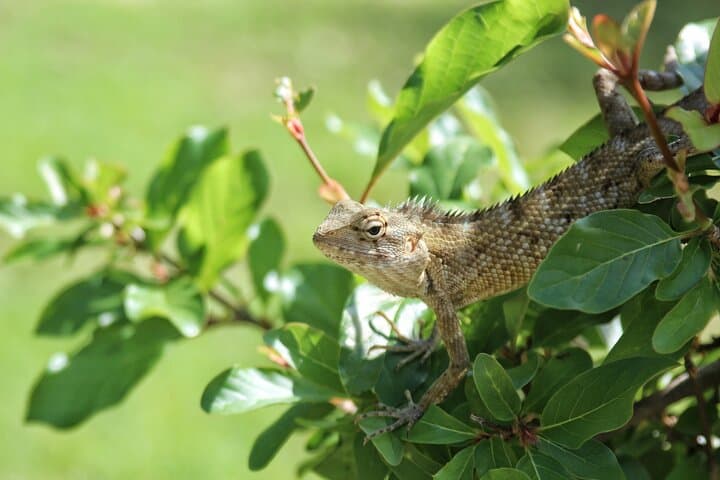 Sinharaja Rainforest Trek from Hambantota — Full-Day Guided Wildlife & Waterfall Hike photo 5