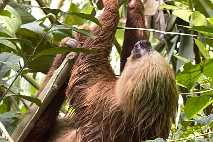 Manuel Antonio Night Tour: Guided Nocturnal Wildlife Walk Near Quepos photo 1
