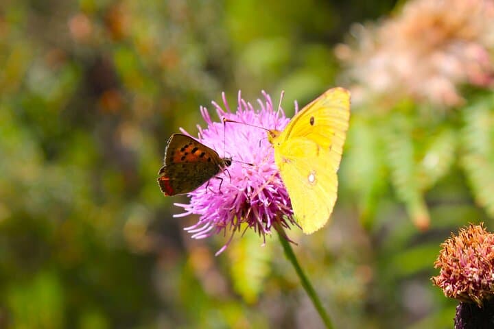 Madeira Butterfly-Watching Tour — Endemic Species & Conservation near Funchal photo 4