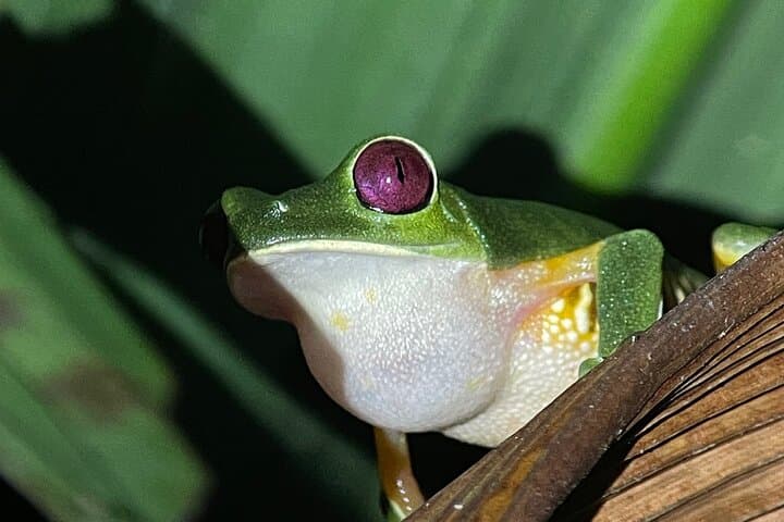 Manuel Antonio Night Tour: Guided Nocturnal Wildlife Walk Near Quepos photo 2