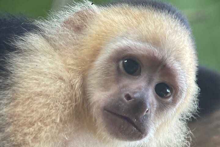Manuel Antonio Night Tour: Guided Nocturnal Wildlife Walk Near Quepos photo 3