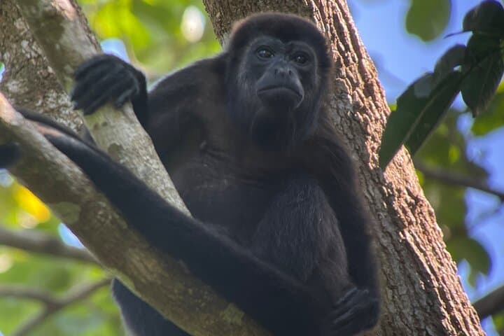 Manuel Antonio Night Tour: Guided Nocturnal Wildlife Walk Near Quepos photo 4