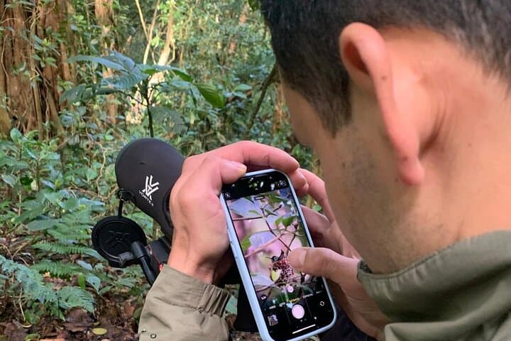 Guided Monteverde Cloud Forest Walk — Hummingbirds, Mossy Trails & Wildlife photo 4