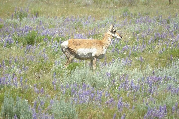 2-Day Yellowstone Safari from Bozeman — Upper & Lower Loop Wildlife, Geysers & Hot Springs photo 6