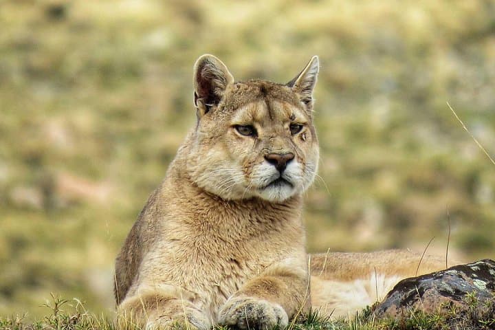 Puma Tracking Safari in Torres del Paine: Guided 4x4 Wildlife Expedition photo 3