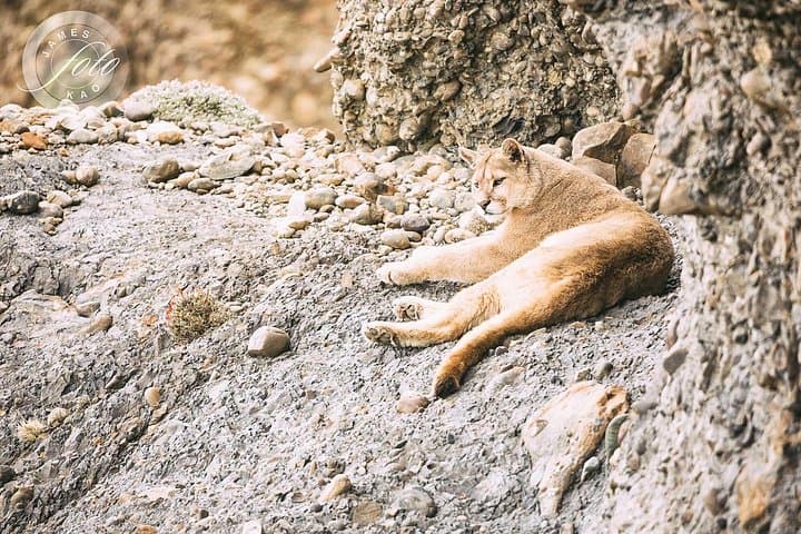 Puma Tracking Safari in Torres del Paine: Guided 4x4 Wildlife Expedition photo 4