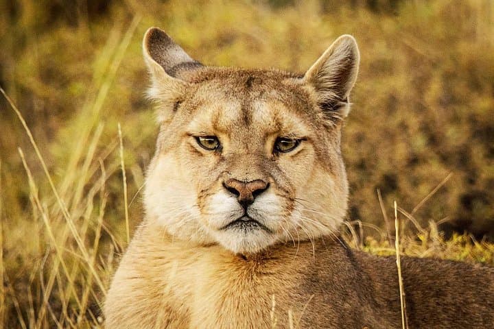 Puma Tracking Safari in Torres del Paine: Guided 4x4 Wildlife Expedition