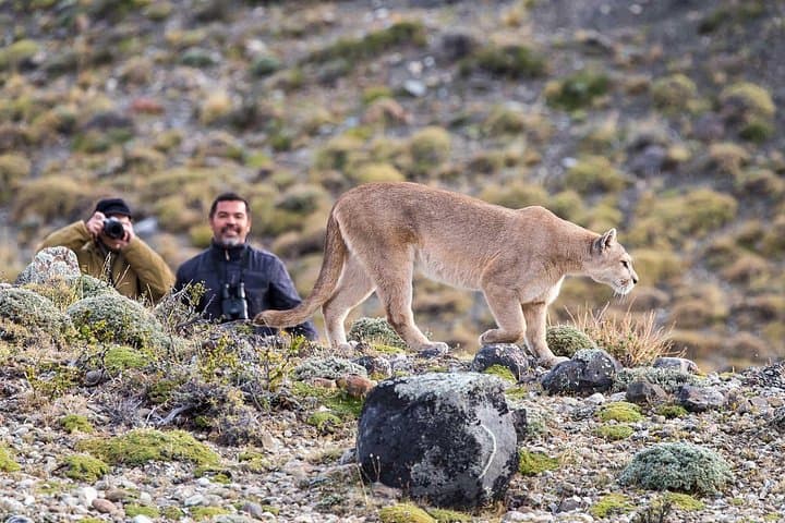 Puma Tracking Safari in Torres del Paine: Guided 4x4 Wildlife Expedition photo 2