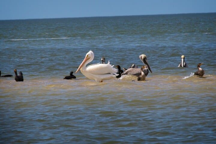 everglades-3-hikes-90-minute-boat-tour-lunch photo 6