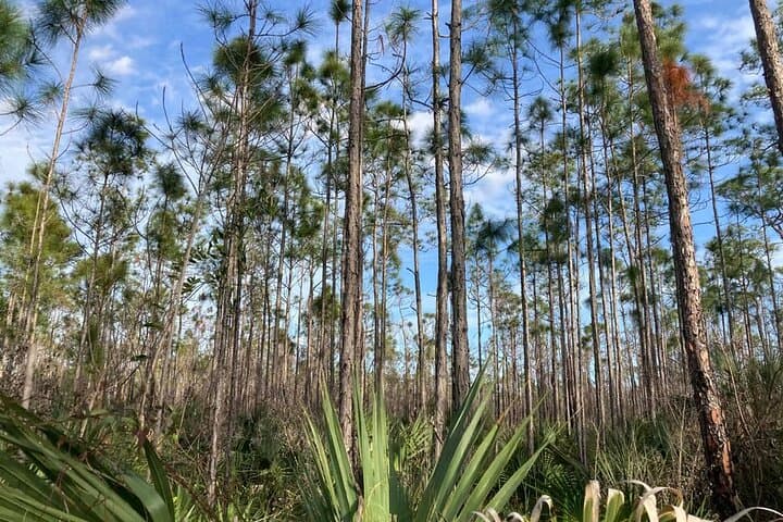 everglades-3-hikes-90-minute-boat-tour-lunch photo 4