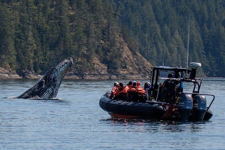 Campbell River 4-Hour Whale & Wildlife Zodiac Cruise in the Salish Sea