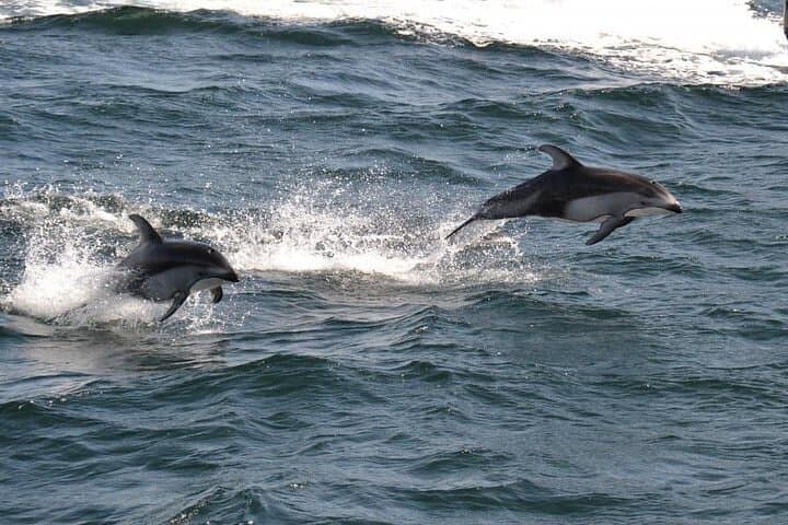 Campbell River 4-Hour Whale & Wildlife Zodiac Cruise in the Salish Sea photo 2