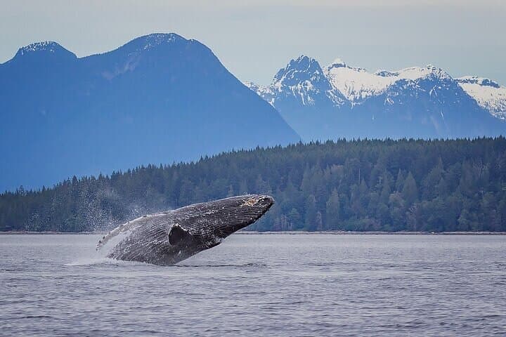 Campbell River 4-Hour Whale & Wildlife Zodiac Cruise in the Salish Sea photo 3