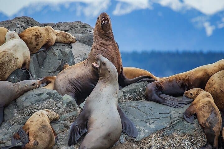 Campbell River 4-Hour Whale & Wildlife Zodiac Cruise in the Salish Sea photo 5