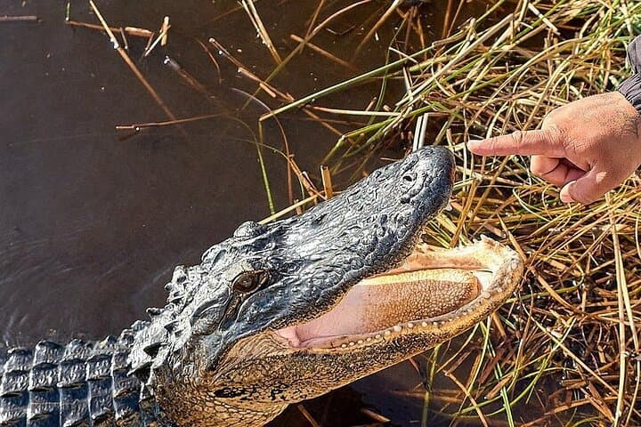 Exploring Everglades National Park: A Naturalist-Guided Hike with Boat Adventures photo 6