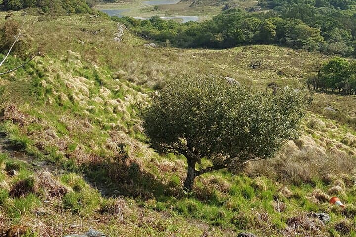 6-Day Private Ireland Tour: Cork, Kinsale, Dingle, Kerry & Galway — Wild Atlantic Way Drive photo 6