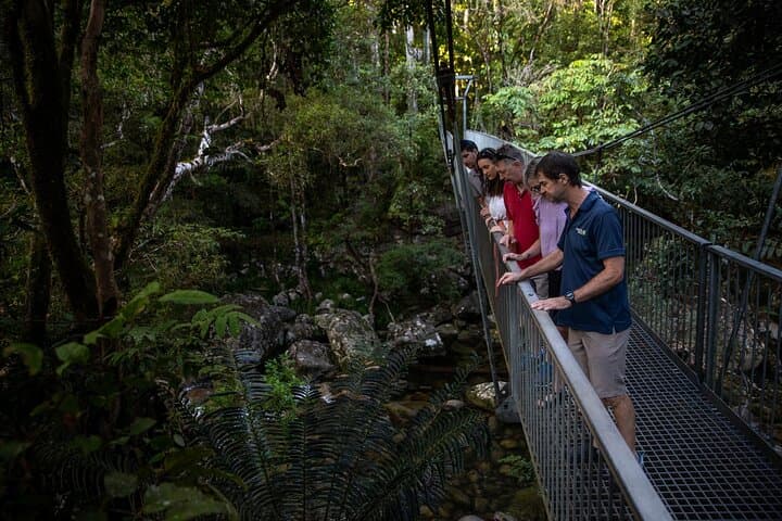 Half-Day Daintree Rainforest and Mossman Gorge Tour from Port Douglas photo 3