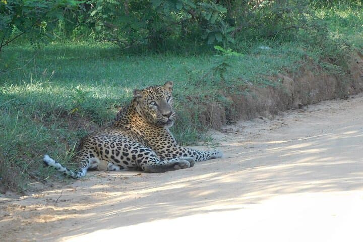 Yala National Park Safari from Galle, Mirissa & Southern Sri Lanka photo 4