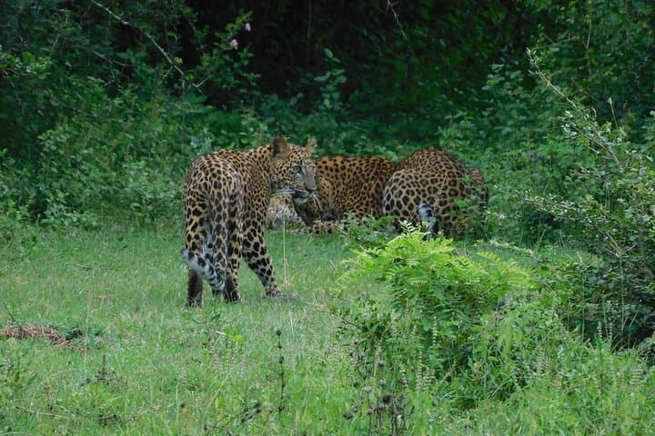 Yala National Park Safari from Galle, Mirissa & Southern Sri Lanka photo 6