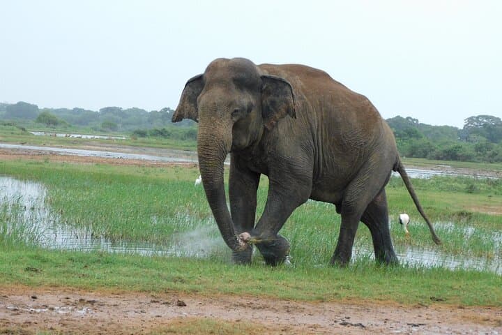 Yala National Park Safari from Galle, Mirissa & Southern Sri Lanka photo 3