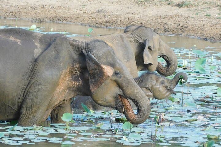 Yala National Park Safari from Galle, Mirissa & Southern Sri Lanka photo 5
