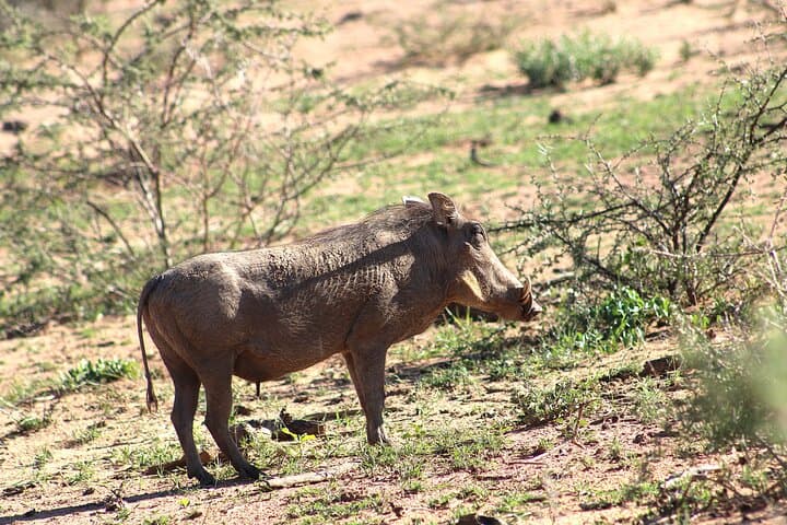6-Day Namibia Safari: Etosha, Swakopmund & Sossusvlei Guided Lodge Tour photo 6