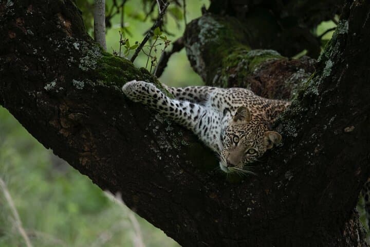2-Day Akagera Wildlife Safari & Kigali City Tour — Boat Safari on Lake Ihema