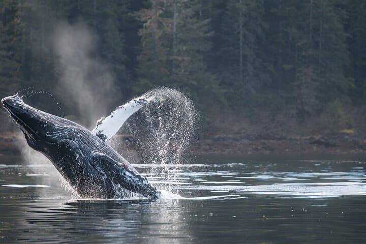 Sitka 2-Hour Private Marine Wildlife Tour — Whale Watching in Sitka Sound