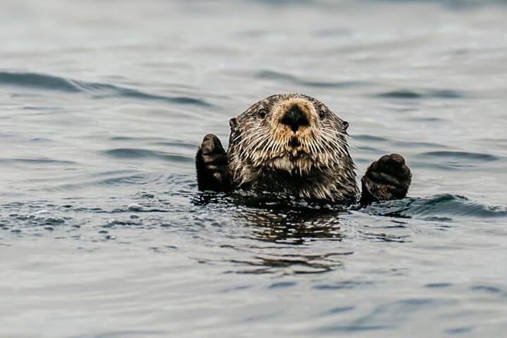 Sitka 2-Hour Private Marine Wildlife Tour — Whale Watching in Sitka Sound photo 3