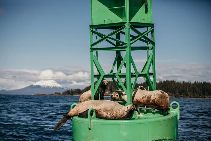 Sitka 2-Hour Private Marine Wildlife Tour — Whale Watching in Sitka Sound photo 6