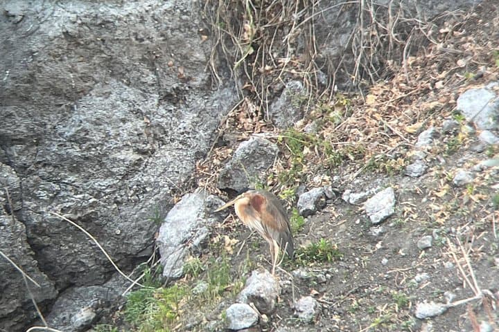 Cape Verde Birdwatching on Santiago: Dams, Wetlands & Desert Species photo 4