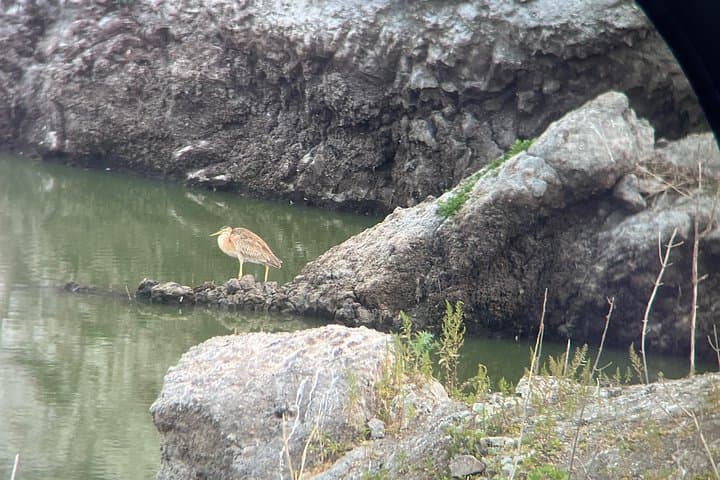 Cape Verde Birdwatching on Santiago: Dams, Wetlands & Desert Species photo 5