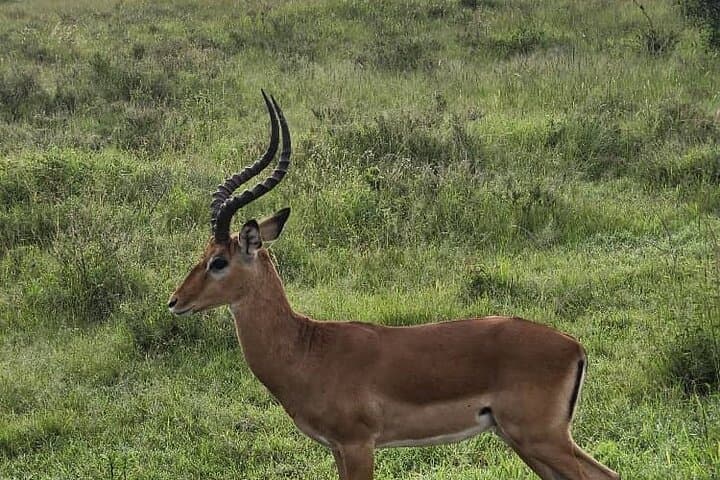 3-Day Maasai Mara Safari: Big Five, Mara River Crossings and Eco-Camp Stay photo 3