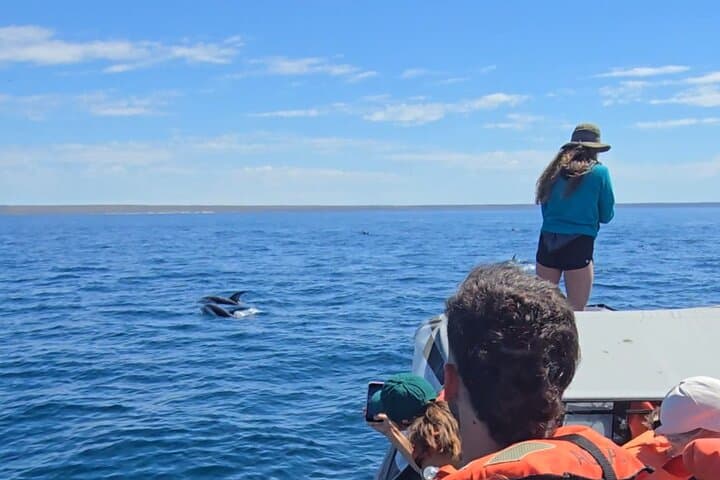 Dolphin-Watching in Golfo Nuevo: Semi-Rigid Boat Tour from Puerto Madryn photo 3