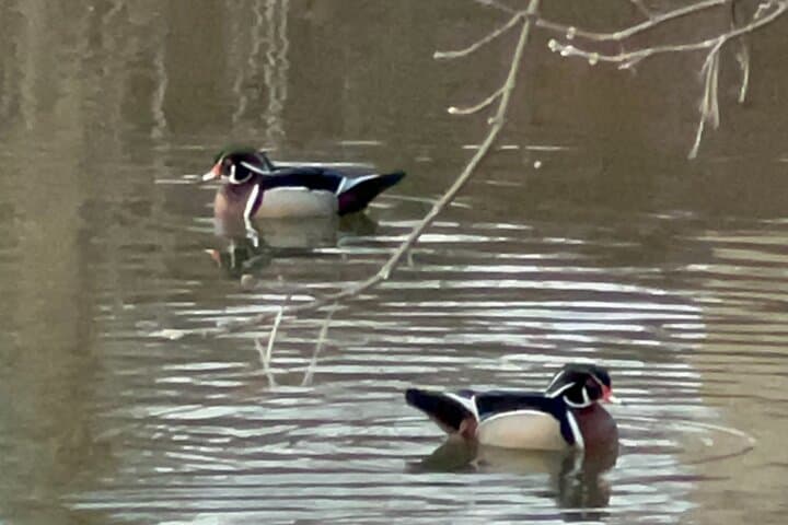 Central Park Beginner Birdwatching: Private 2-Hour NYC Tour photo 6