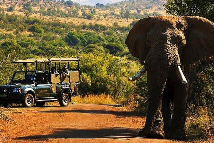 2-Day Johannesburg & Pilanesberg Safari: Soweto, Apartheid Museum & Big Five Game Drive