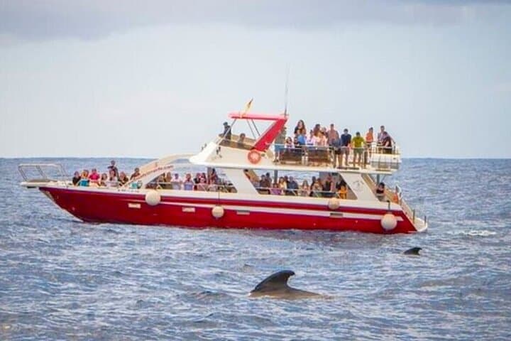 Eco-Yacht Whale & Dolphin Safari from Los Cristianos — Swim Stop Included photo 6