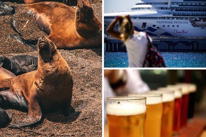 Punta Loma Shore Tour: Sea Lions, City Sights & Craft Beer in Puerto Madryn