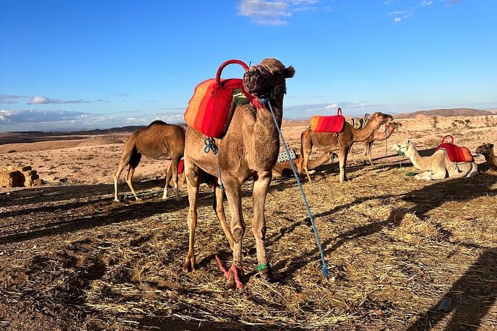 Agafay Desert Camel Ride: Sunset Dinner & Live Show from Marrakech photo 5