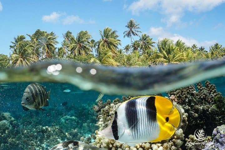 Small-Group Snorkeling Tour in Tahiti: Reef Gardens, Wrecks & Wildlife photo 1