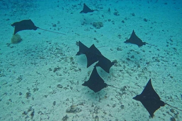 Small-Group Snorkeling Tour in Tahiti: Reef Gardens, Wrecks & Wildlife photo 4
