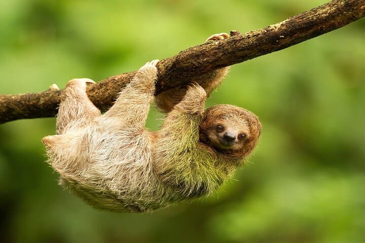 Roatan Explore & Relax: Mayan Eden Zipline, Rainforest and West Bay Beach