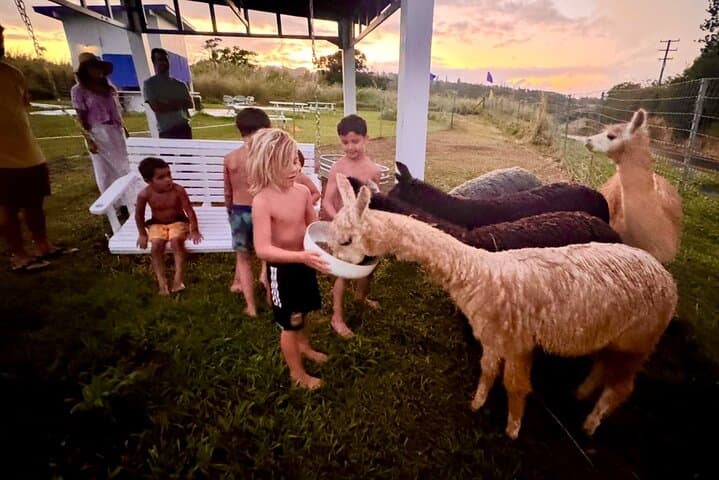 Meet Alpacas on Maui's Road to Hana — La Posta Farm Experience photo 3