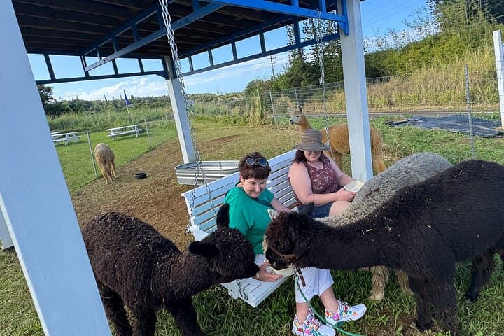 Meet Alpacas on Maui's Road to Hana — La Posta Farm Experience photo 2