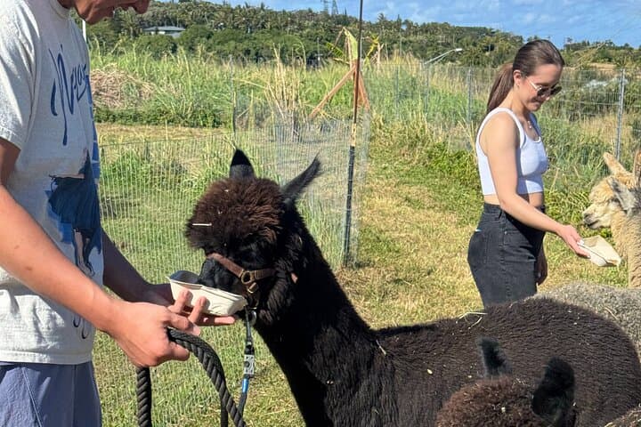 Meet Alpacas on Maui's Road to Hana — La Posta Farm Experience photo 4