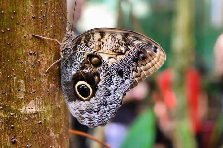 Roatan Explore & Relax: Mayan Eden Zipline, Rainforest and West Bay Beach photo 3