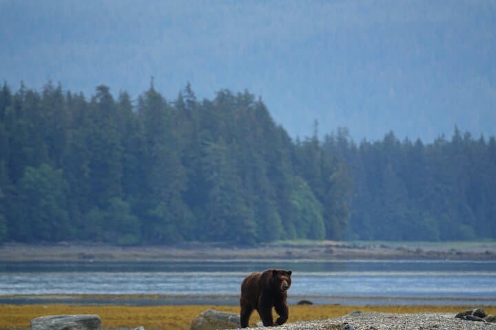 Pack Creek Brown Bear Viewing from Juneau — Admiralty Island Floatplane Safari photo 4
